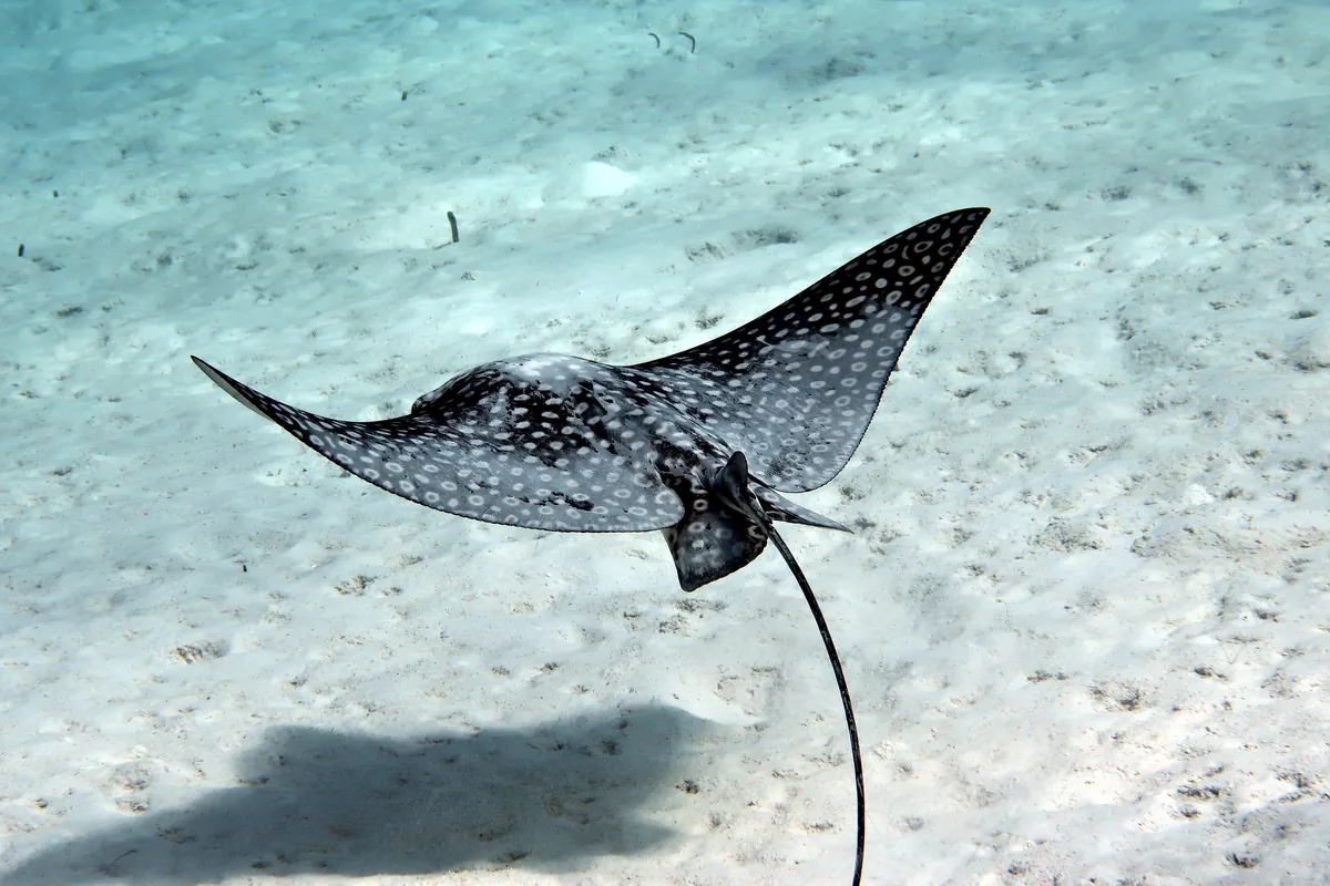 Spotted Eagle Ray