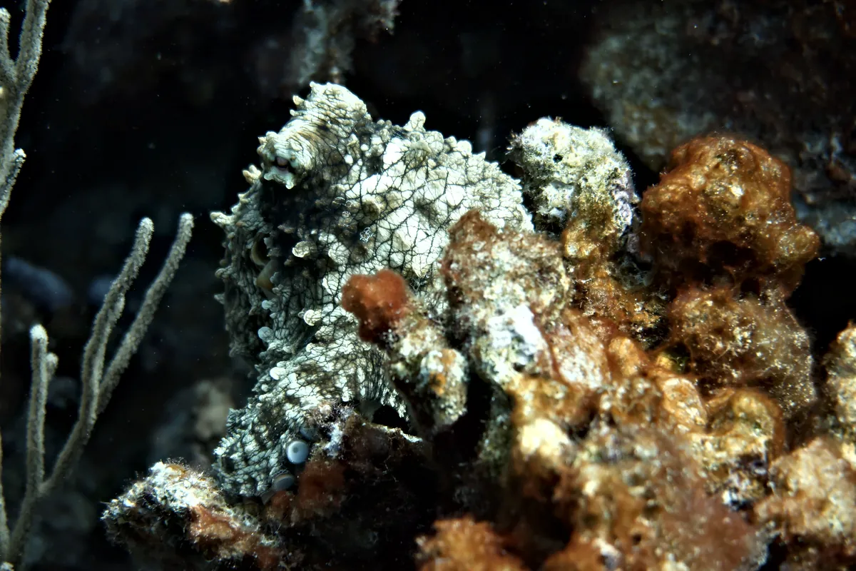 Caribbean Common Octopus