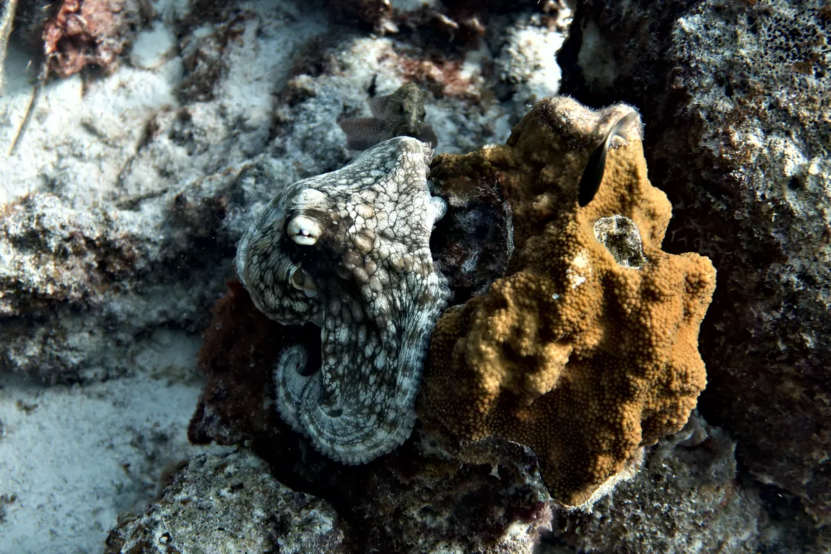 Caribbean Common Octopus