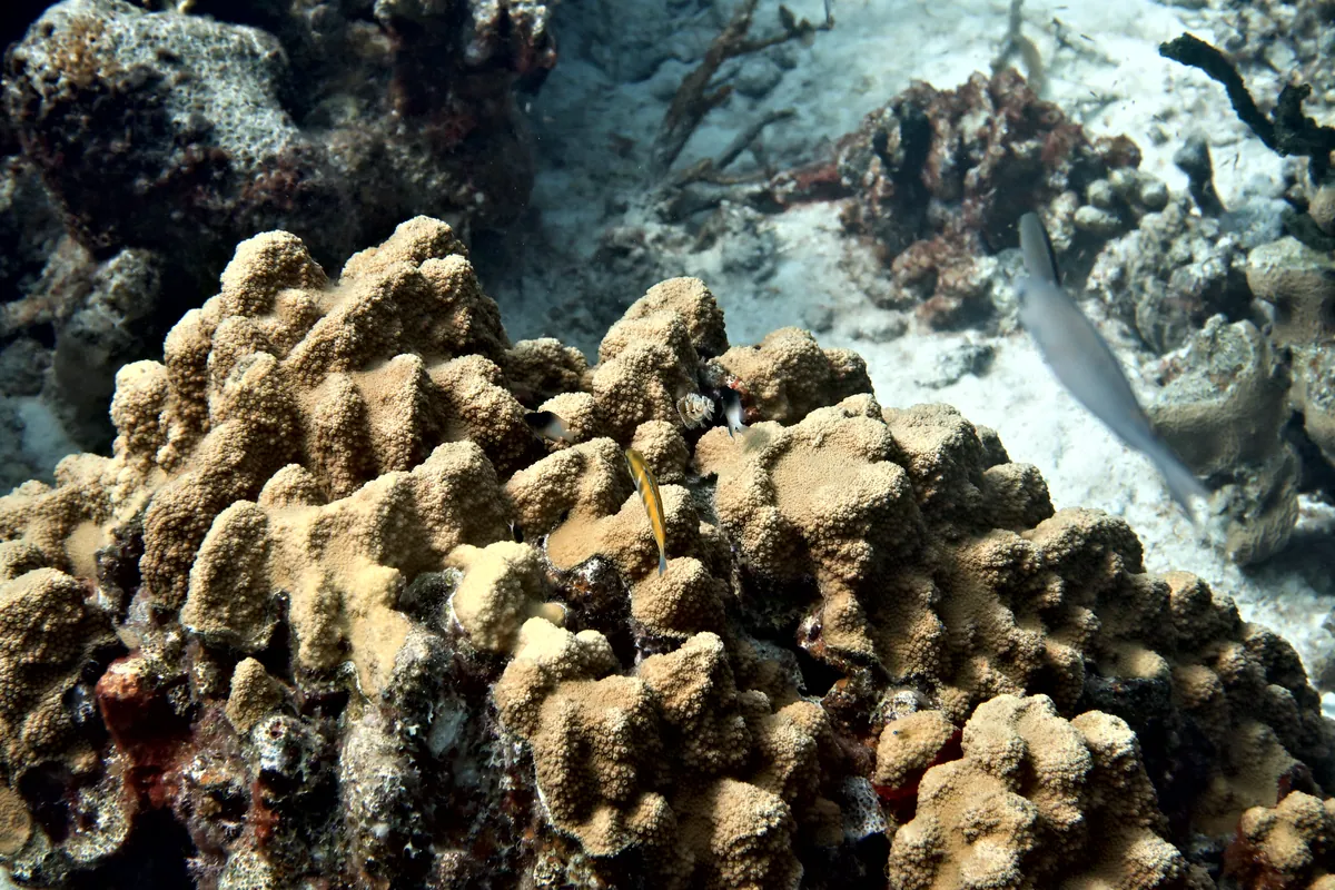 Bluehead Wrasse