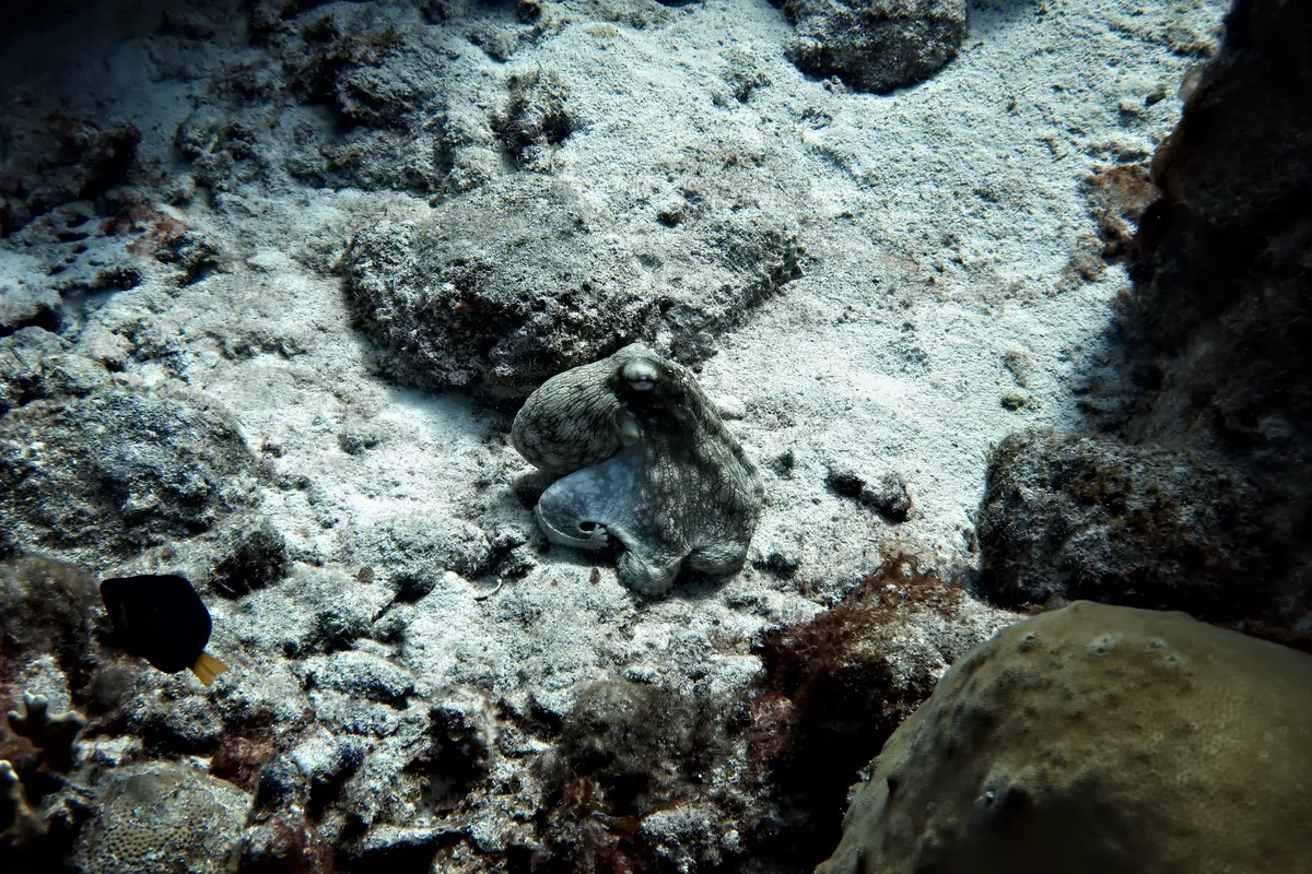 Caribbean Common Octopus