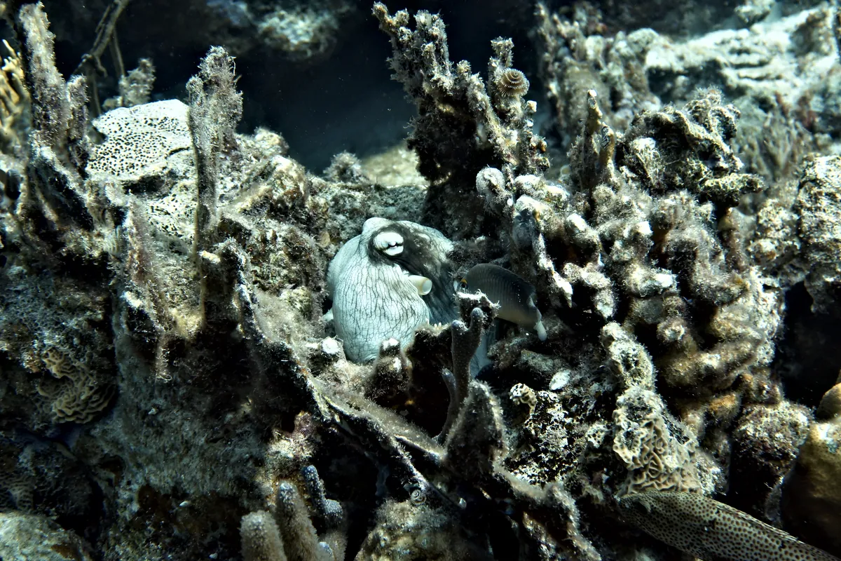 Caribbean Common Octopus