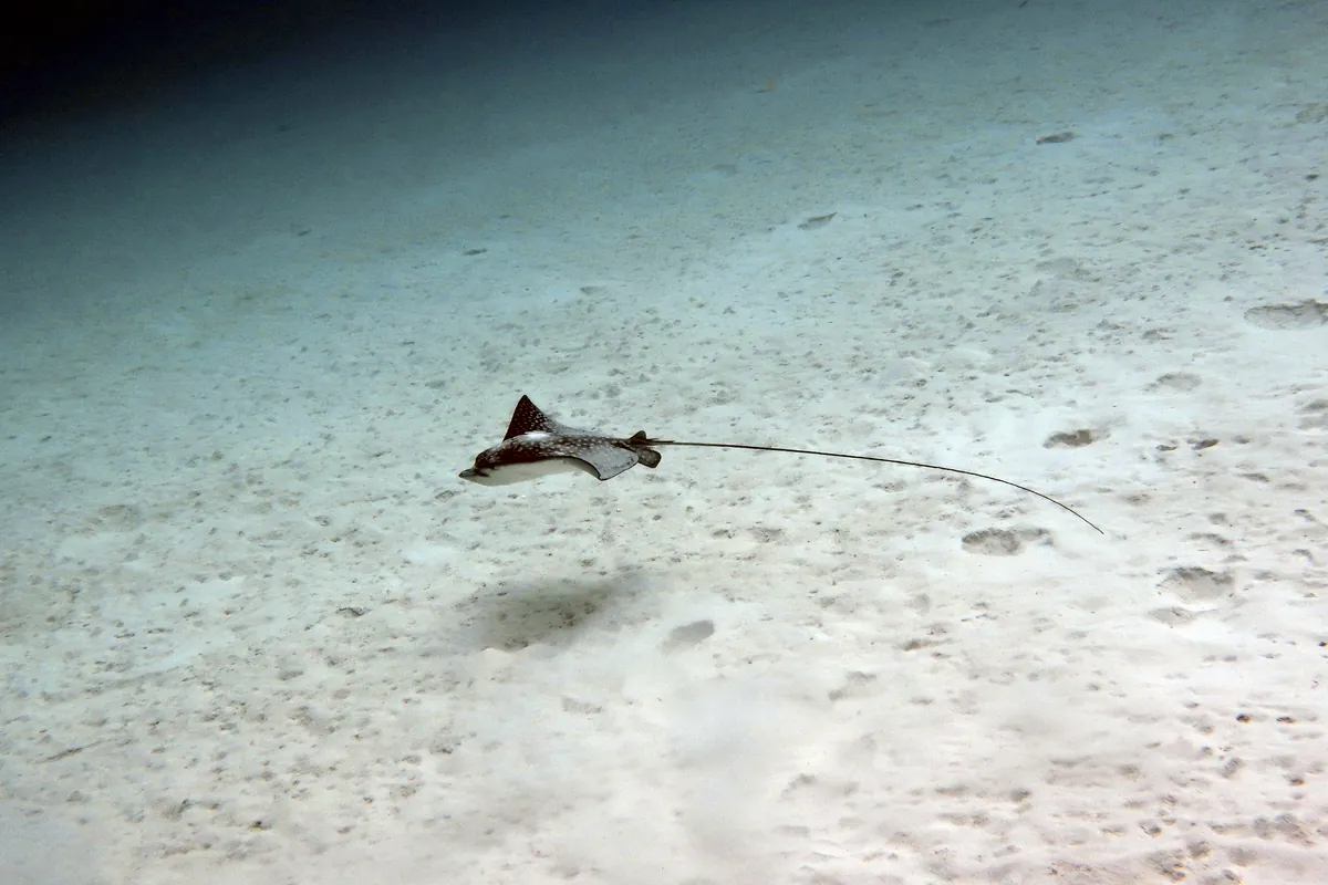 Spotted Eagle Ray