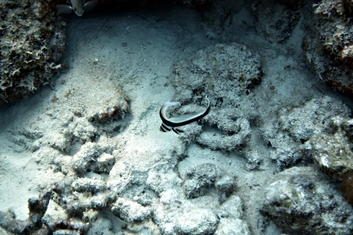 Spotted Drum