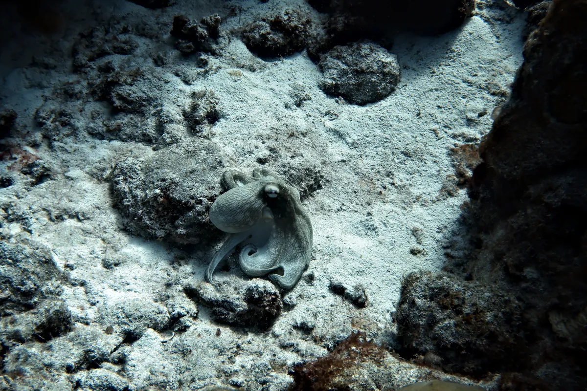 Caribbean Common Octopus