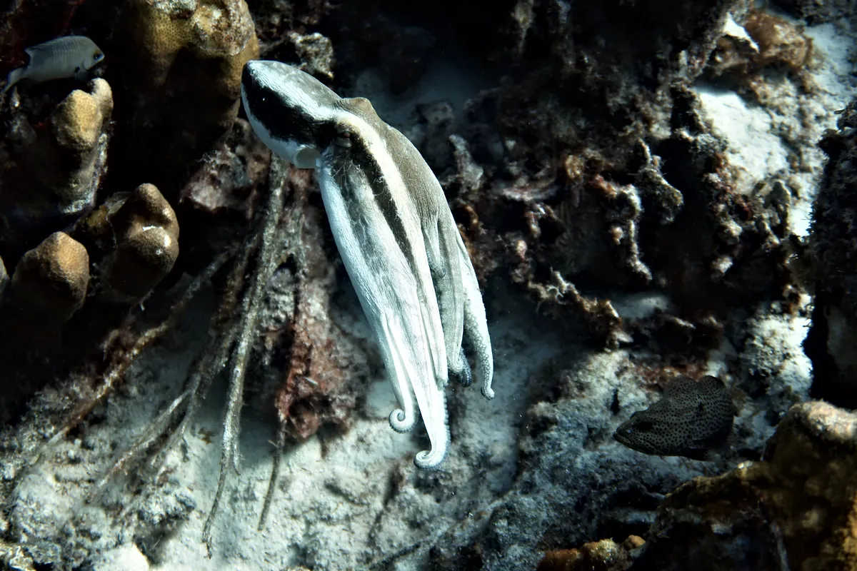 Caribbean Common Octopus