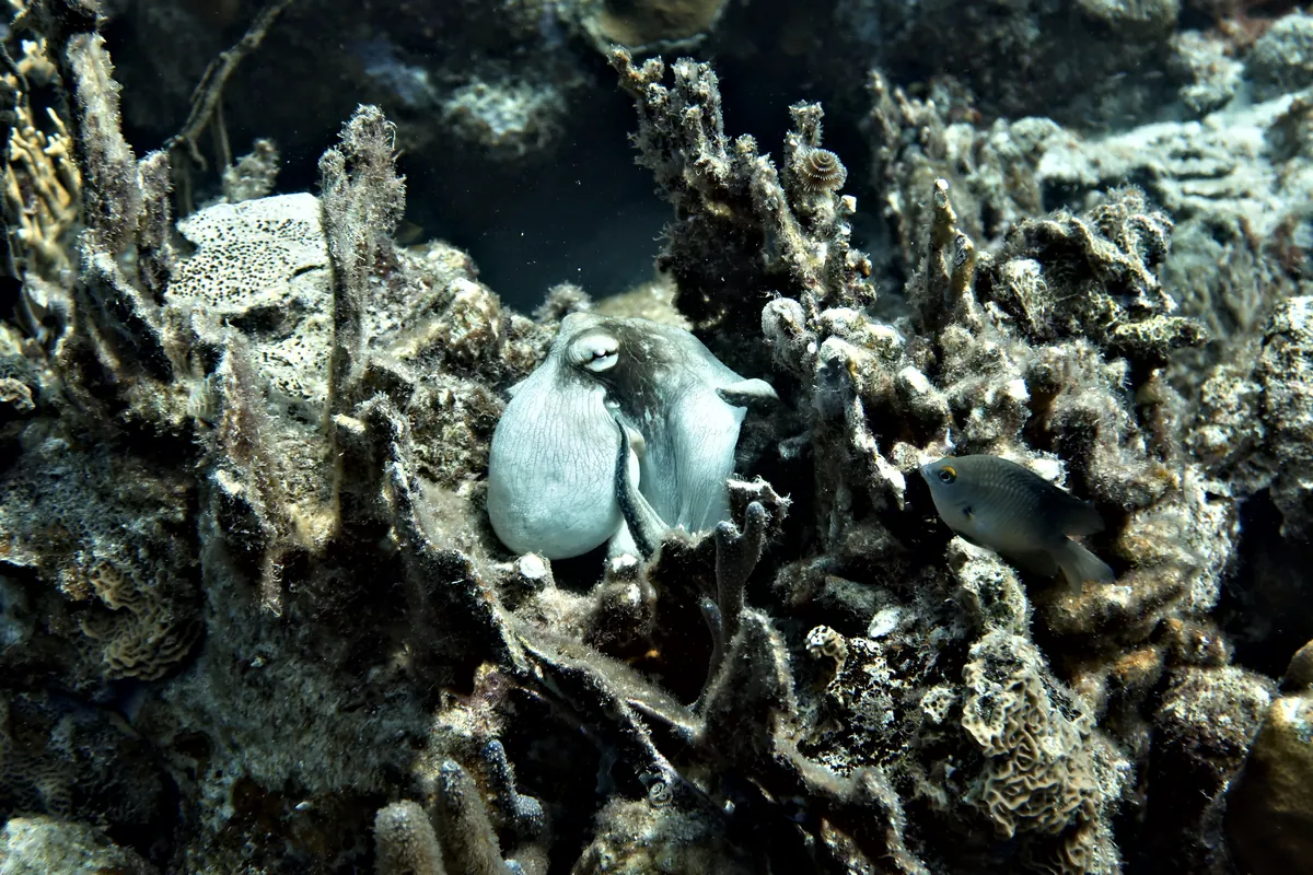 Caribbean Common Octopus