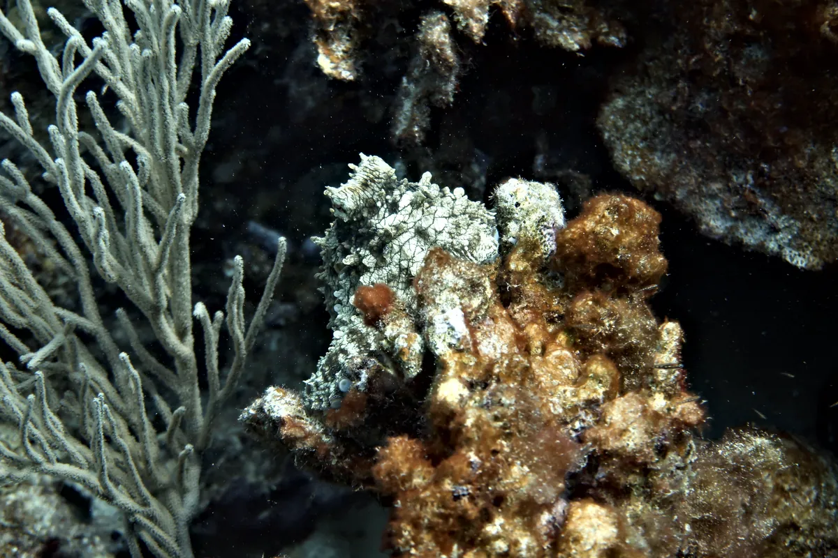 Caribbean Common Octopus
