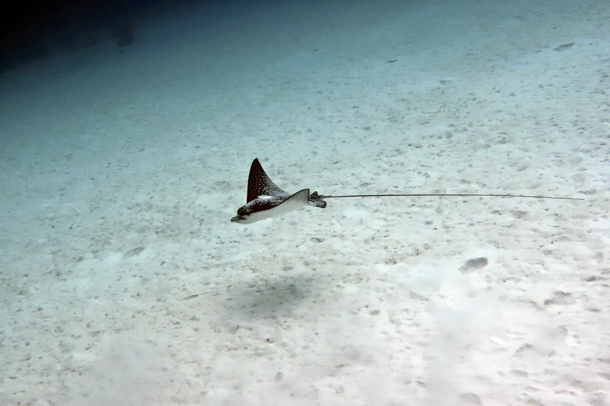 Spotted Eagle Ray