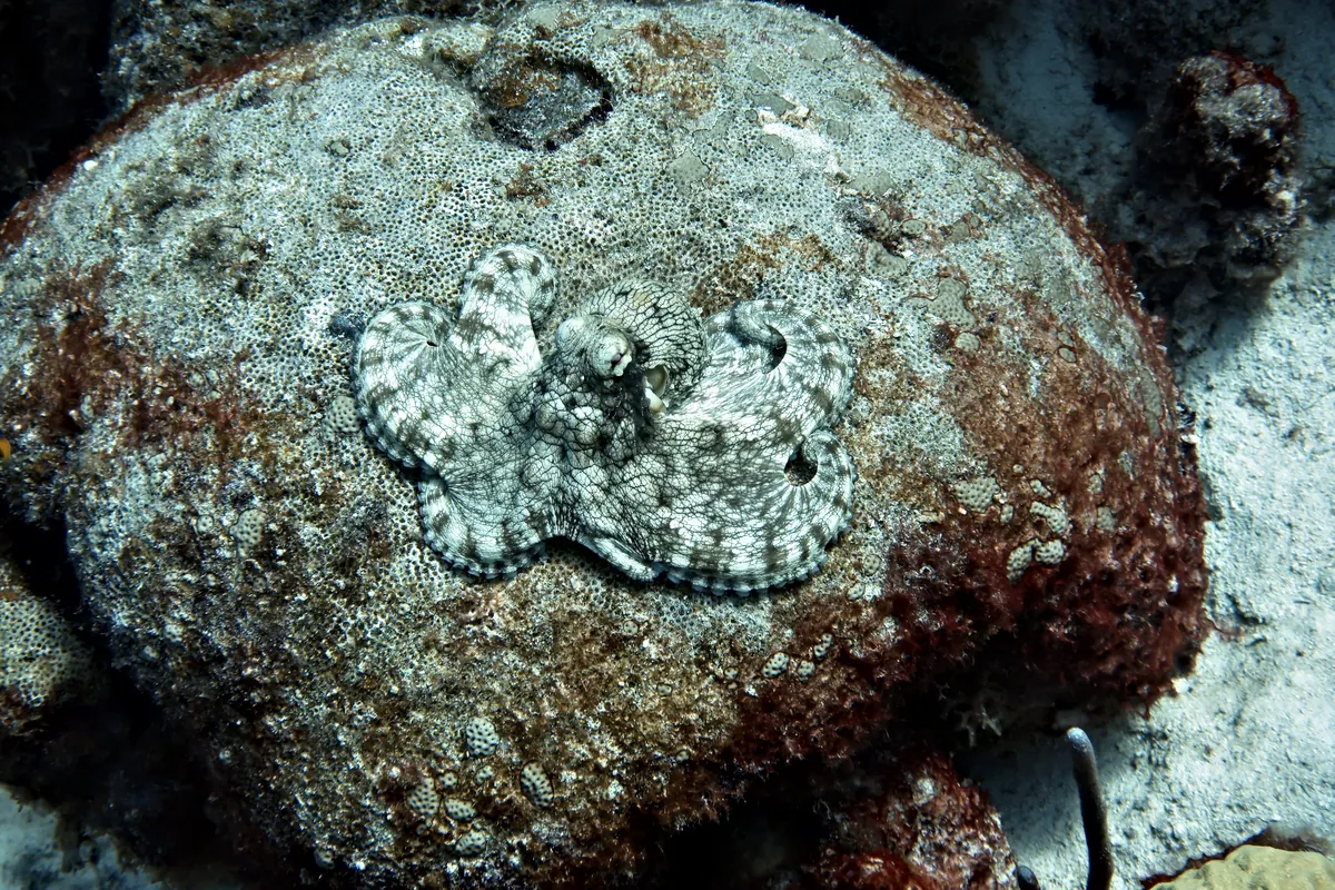 Caribbean Common Octopus