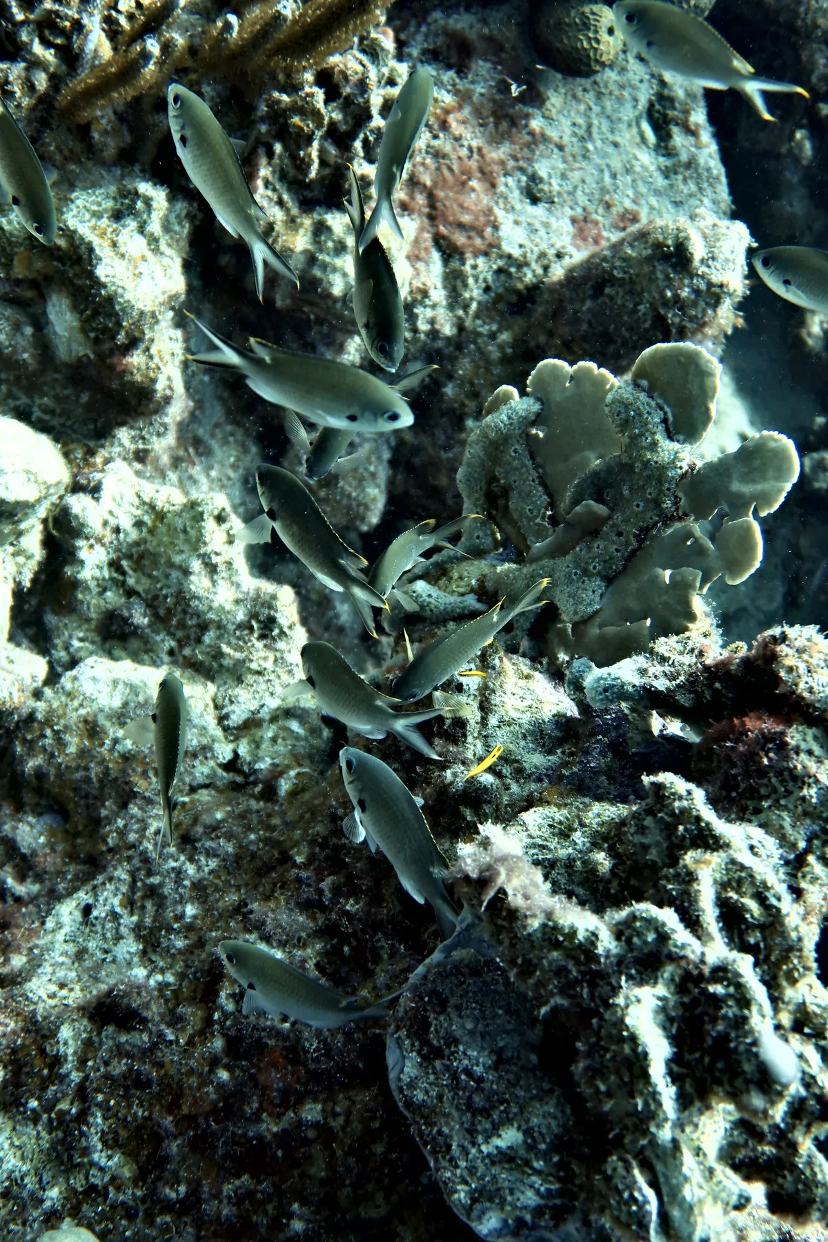 Brown Chromis