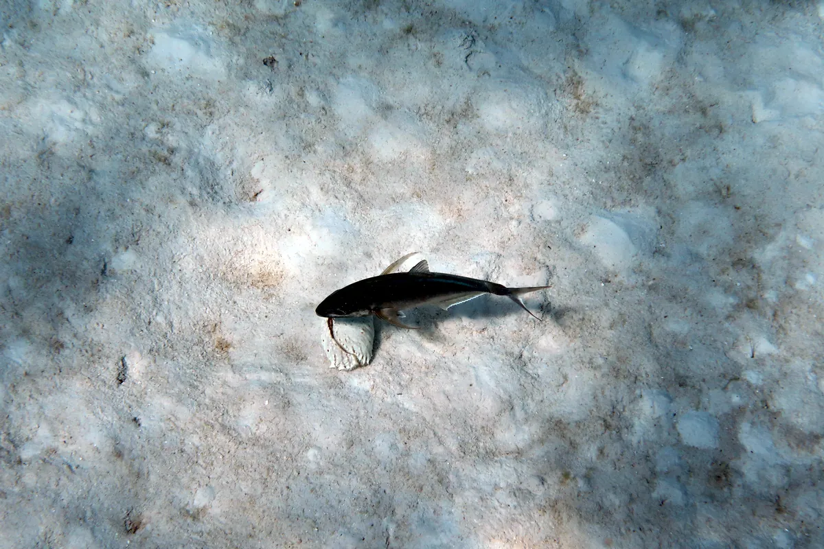 Box Crab