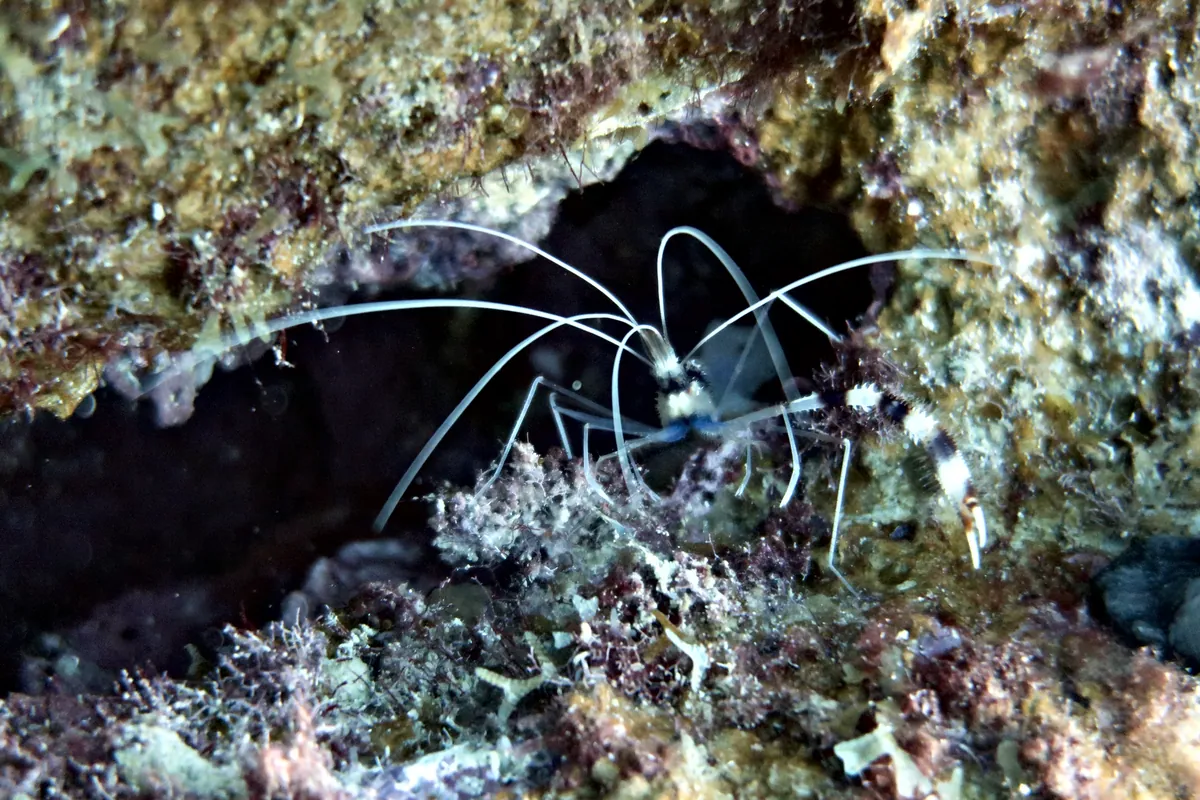 Banded Coral Shrimp