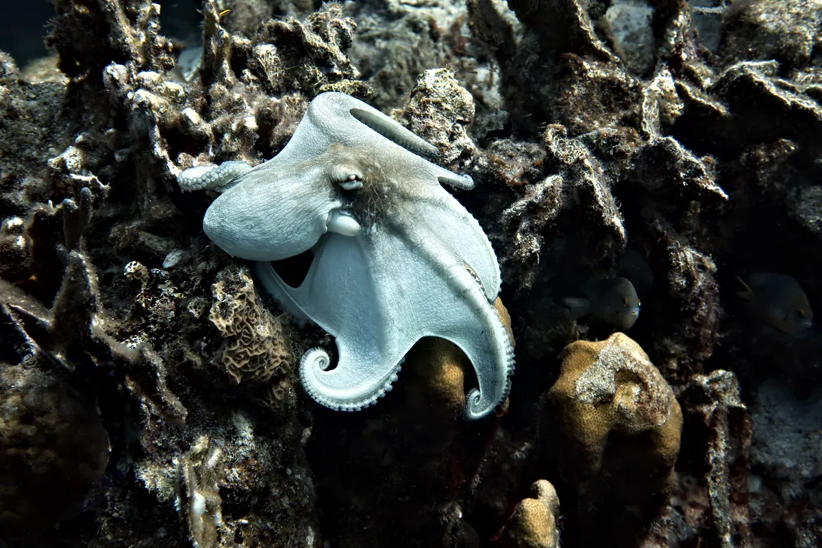Caribbean Common Octopus