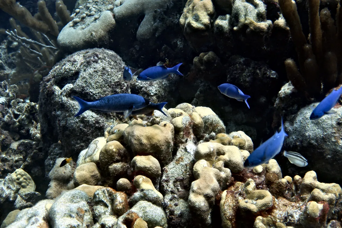 Creole Wrasse