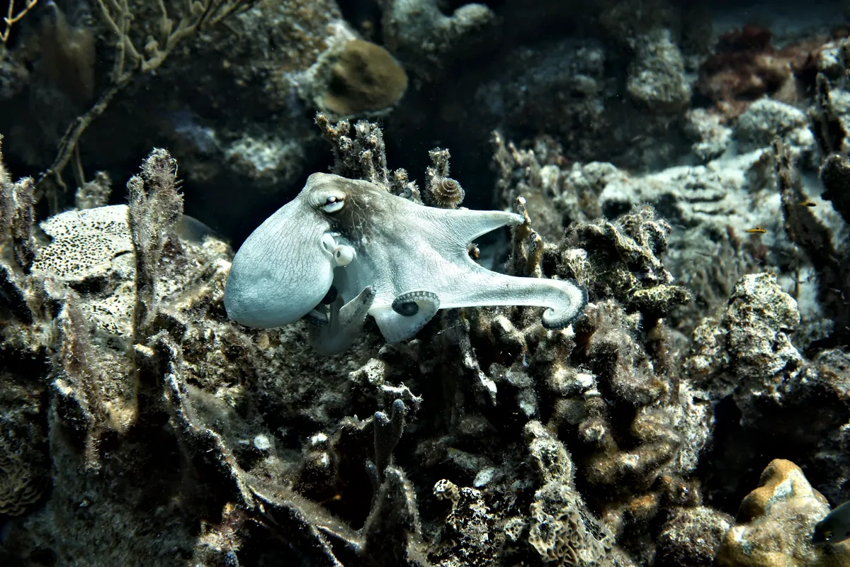 Caribbean Common Octopus