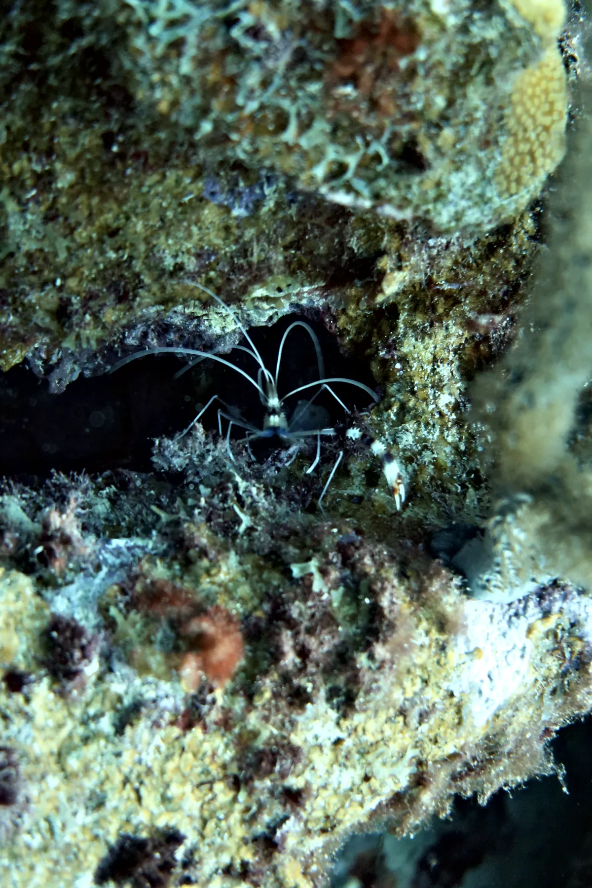 Banded Coral Shrimp