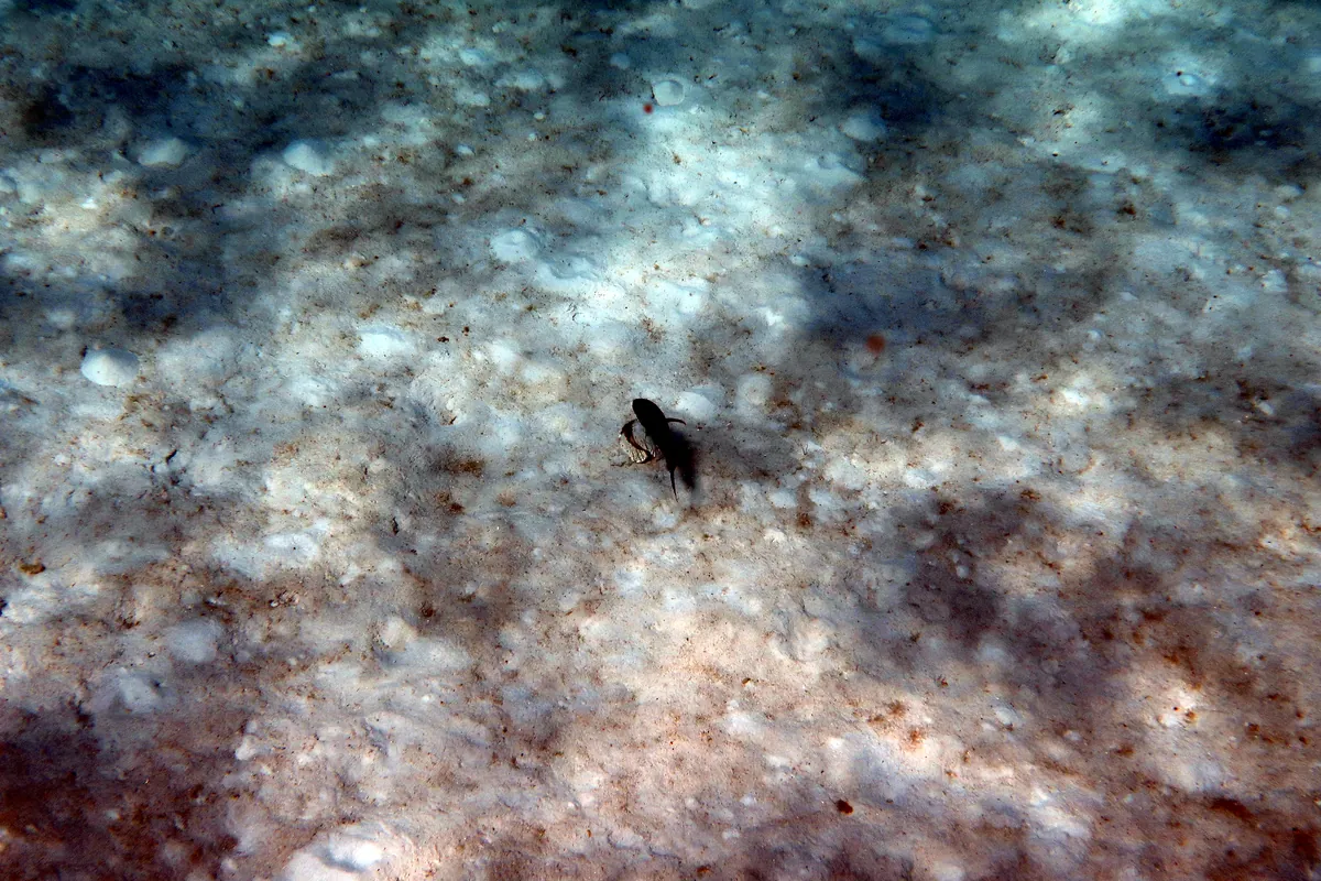 Box Crab
