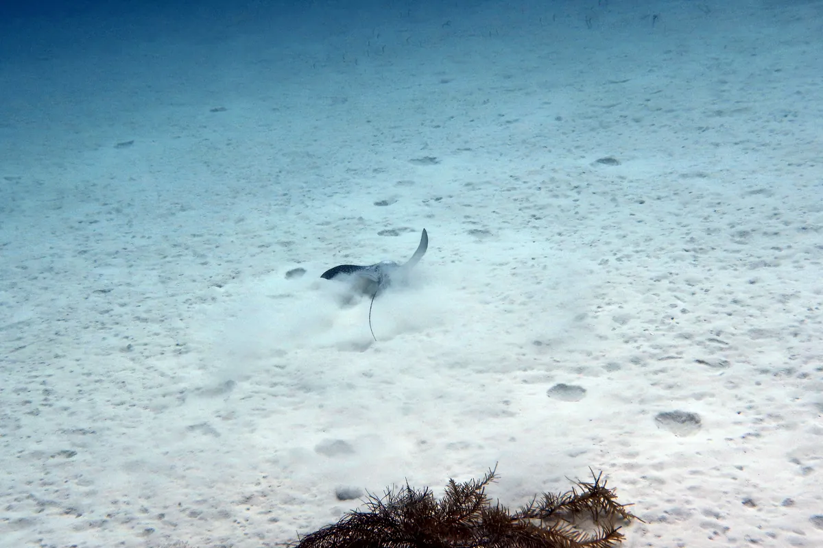 Spotted Eagle Ray