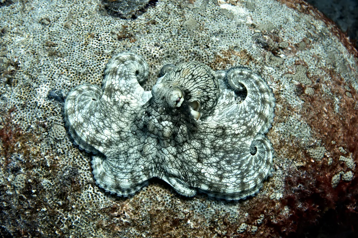 Caribbean Common Octopus