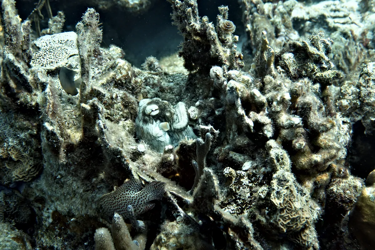 Caribbean Common Octopus