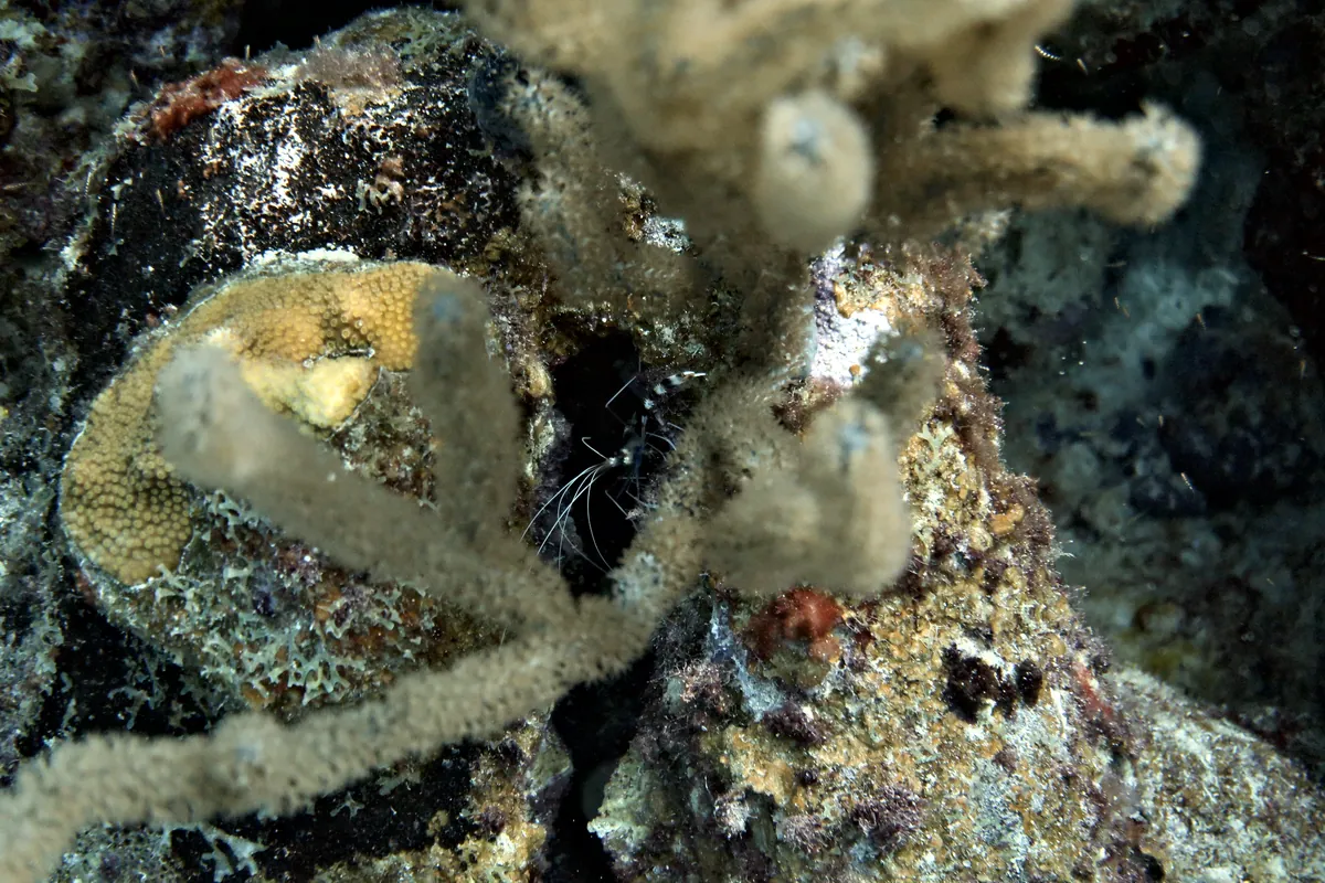 Banded Coral Shrimp