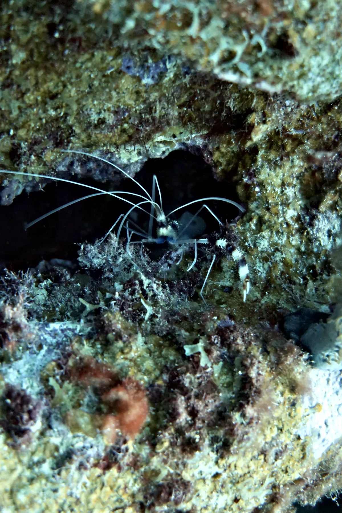 Banded Coral Shrimp