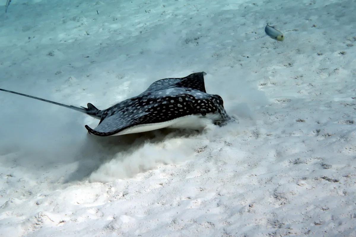 Spotted Eagle Ray