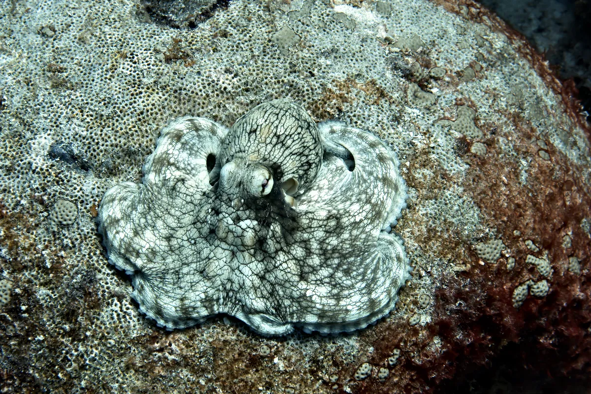 Caribbean Common Octopus