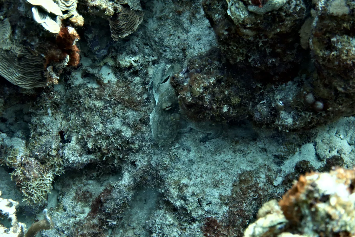 Caribbean Common Octopus