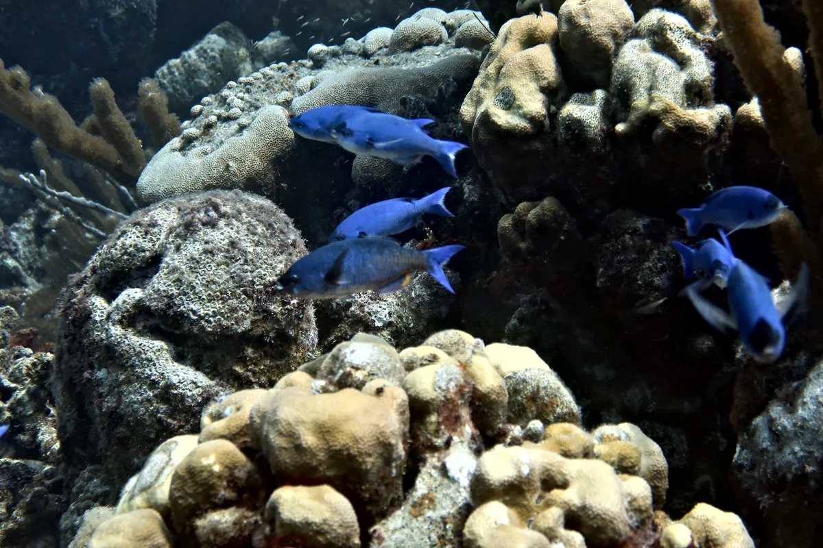 Creole Wrasse
