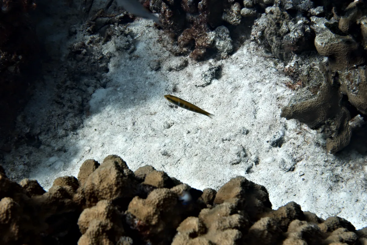 Bluehead Wrasse
