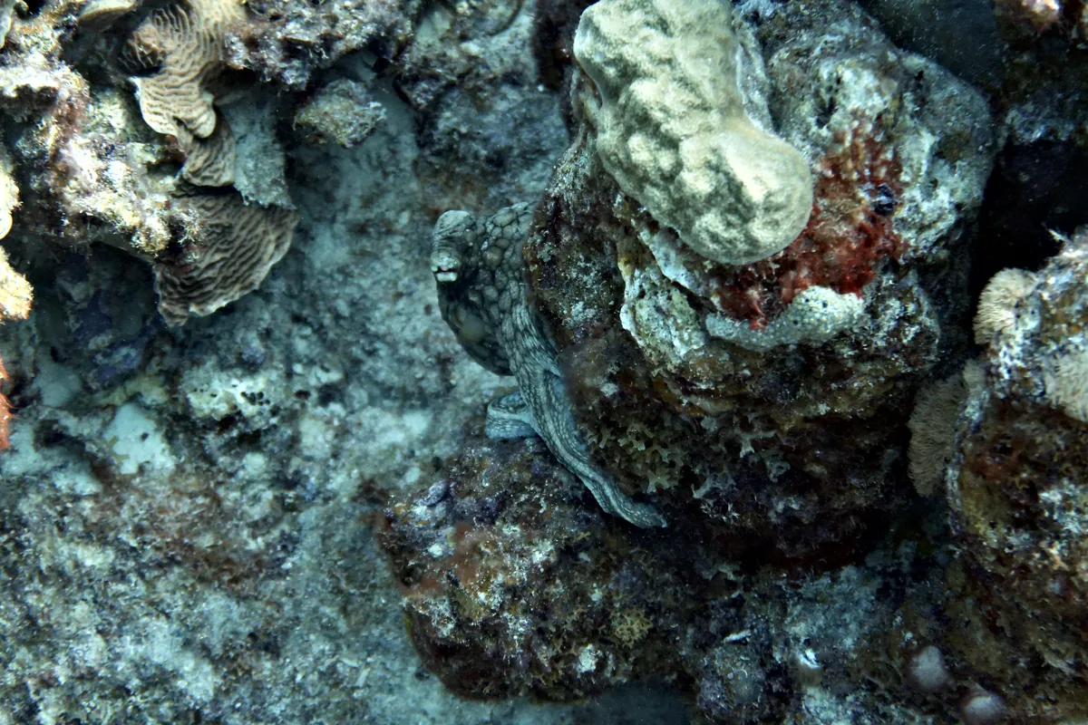 Caribbean Common Octopus