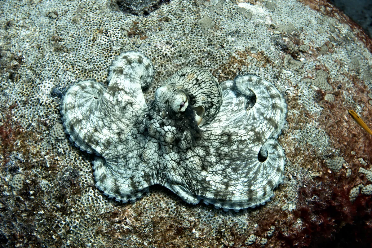 Caribbean Common Octopus