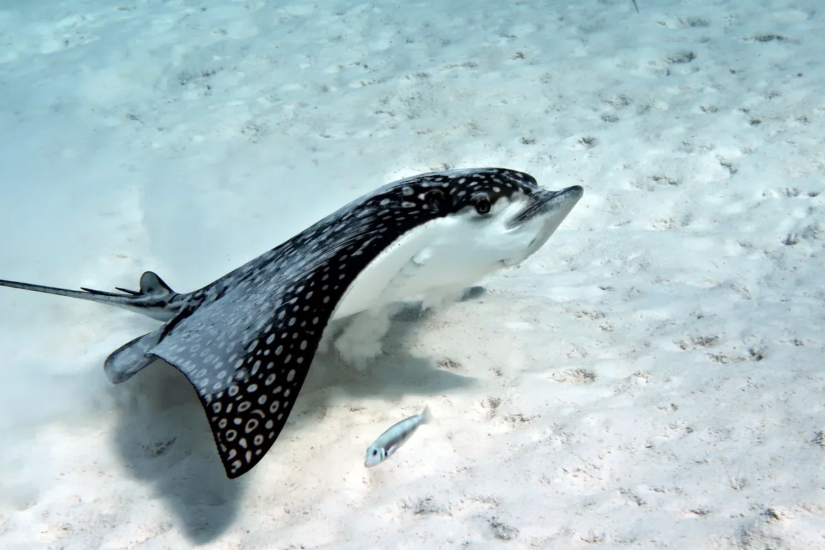 Spotted Eagle Ray