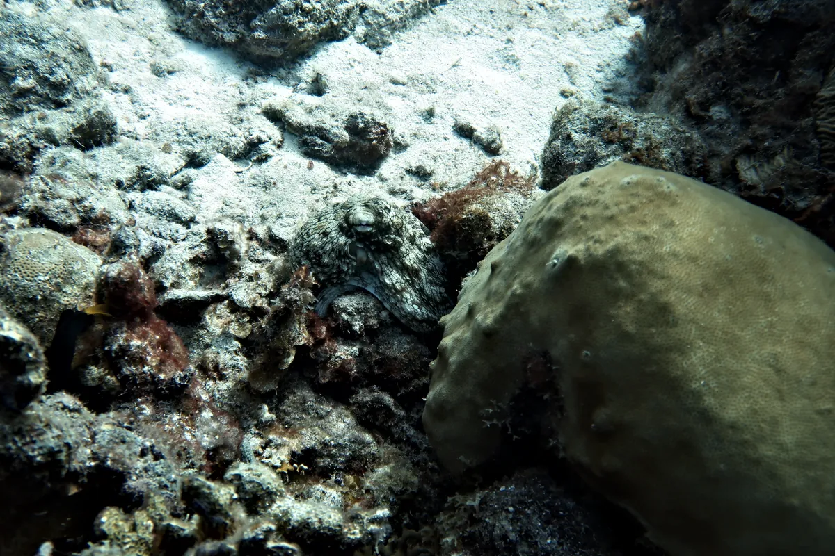 Caribbean Common Octopus