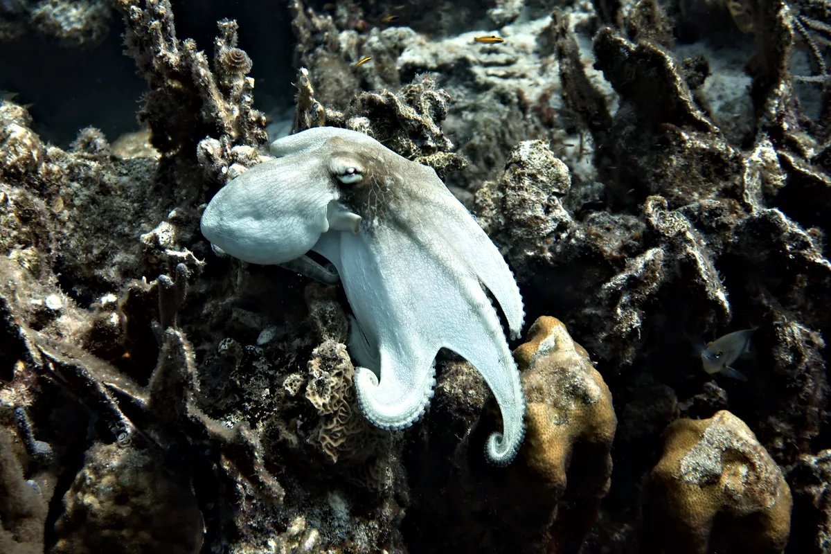Caribbean Common Octopus