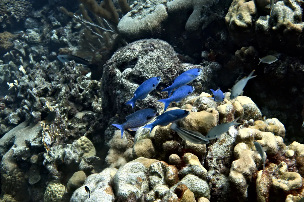 Creole Wrasse