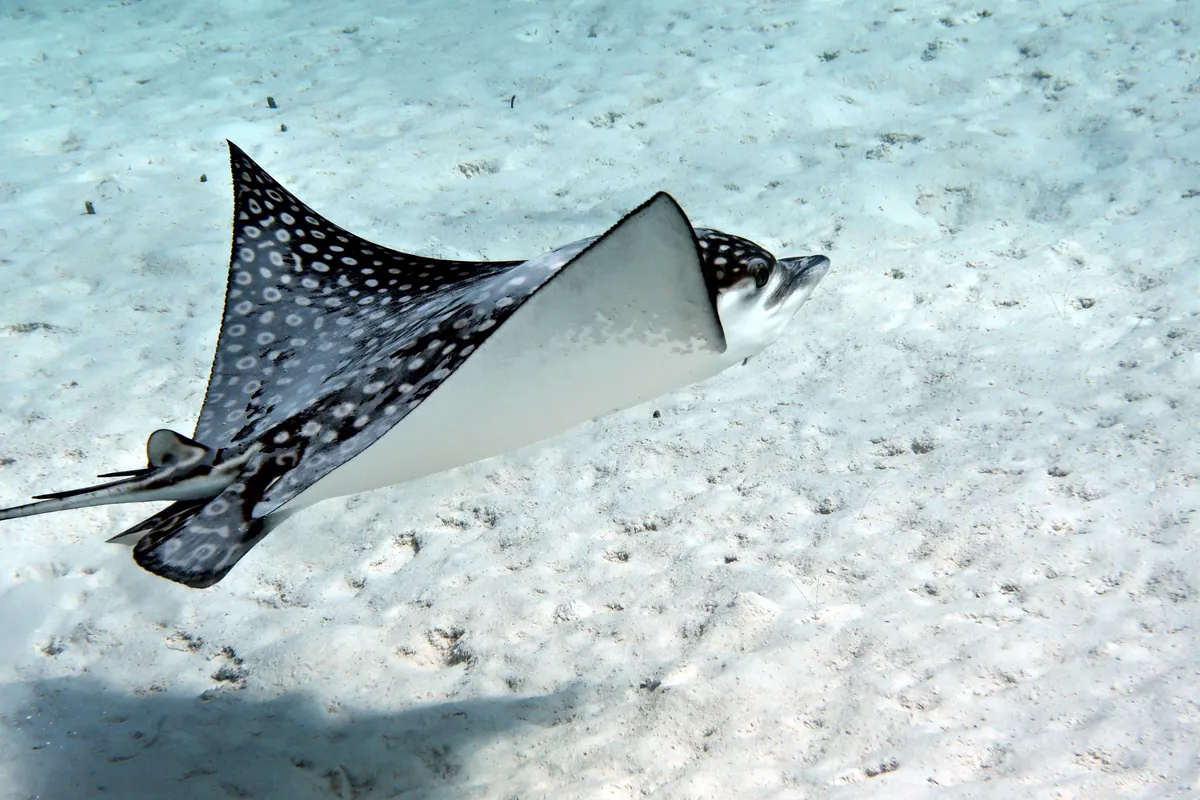 Spotted Eagle Ray
