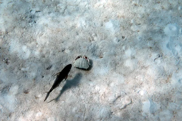 Box Crab