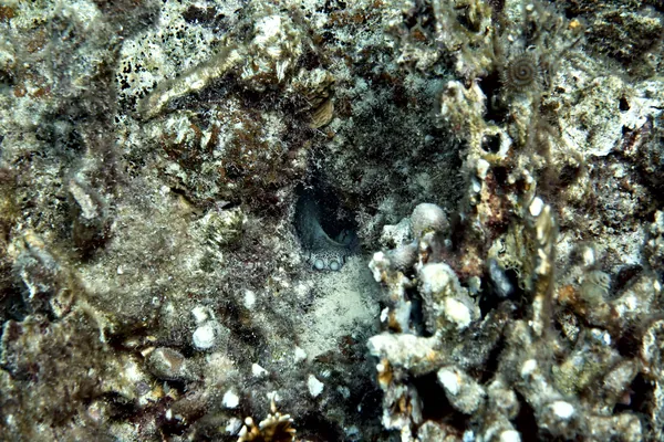 Caribbean Common Octopus