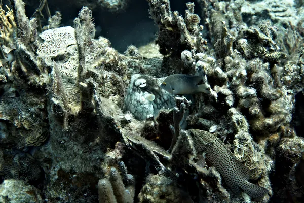 Threespot Damselfish