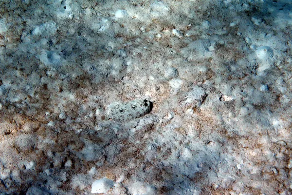 Peacock Flounder
