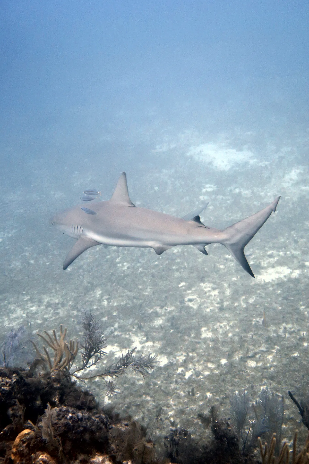 Caribbean Reef Shark