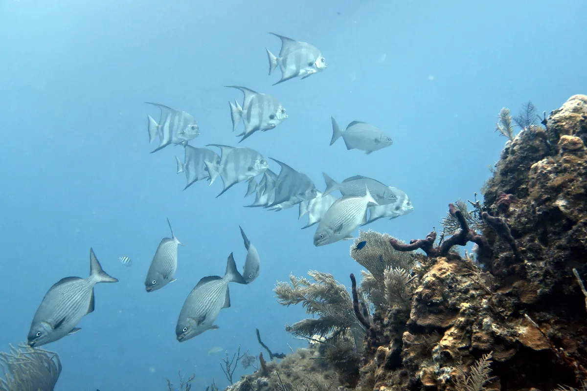 Atlantic Spadefish