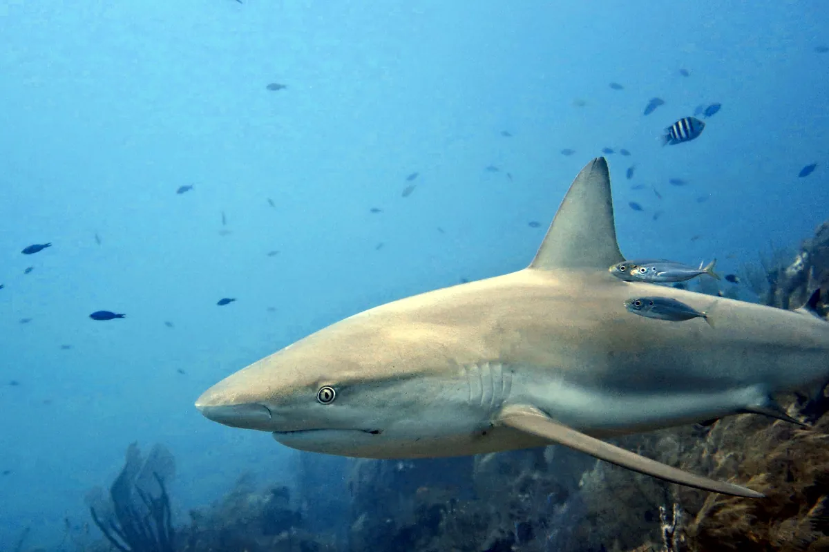 Caribbean Reef Shark