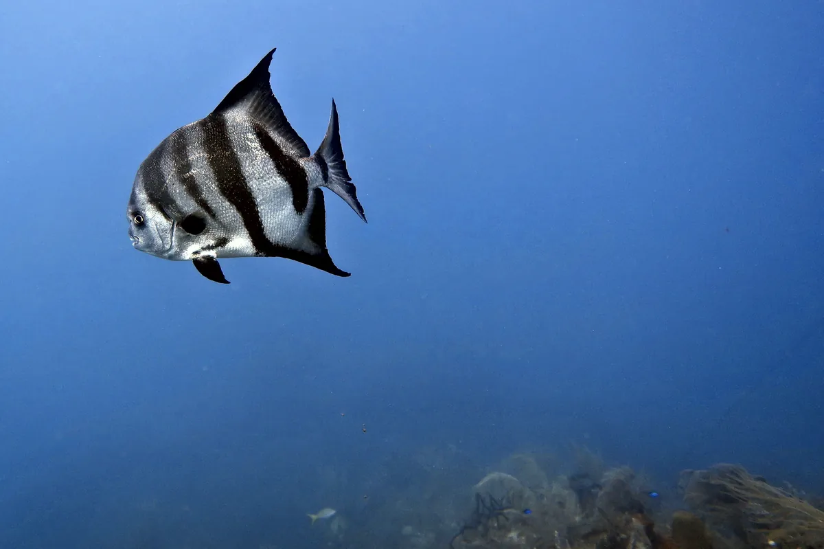 Atlantic Spadefish