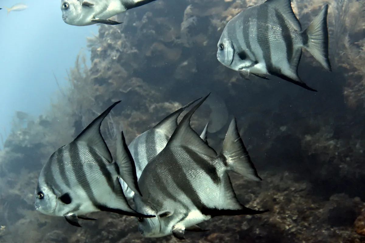 Atlantic Spadefish