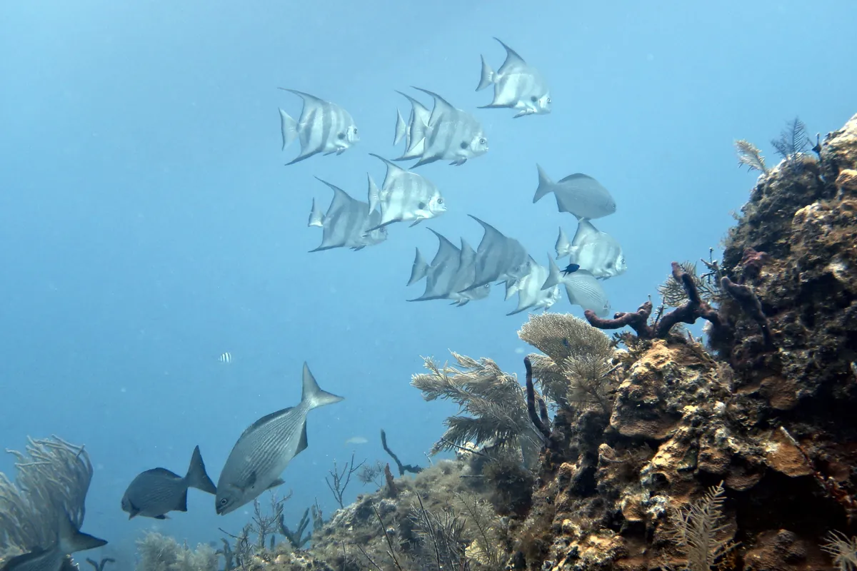 Atlantic Spadefish