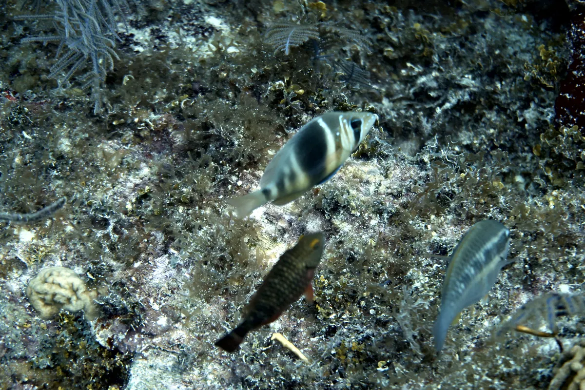 Barred Hamlet